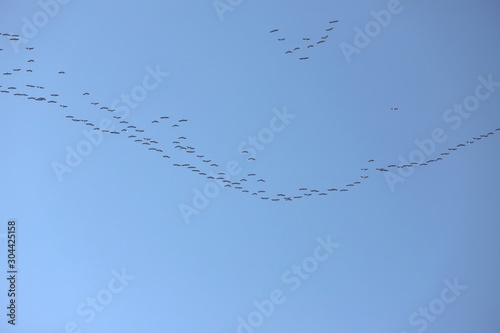 Many migratory birds fly to north at sunset