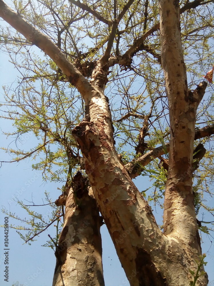 Fototapeta premium tree