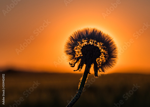 Dandelion in the sunset