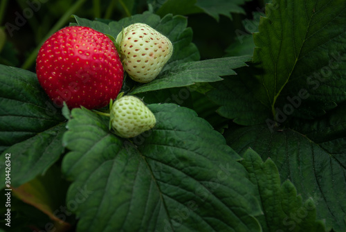 Bush of fresh red and white strawberry, Strawberry fruits in growth at garden.