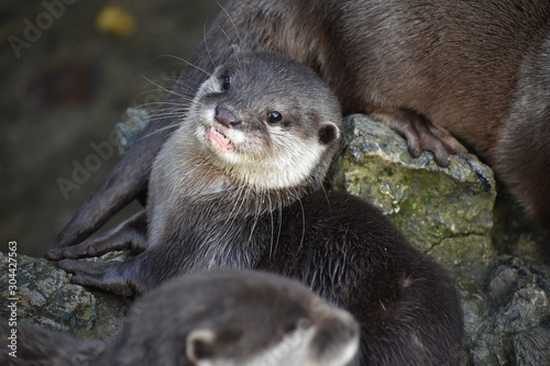 Cute and adorable asian short clawed otters at the zoo
