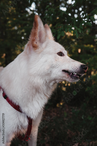 portrait of a dog