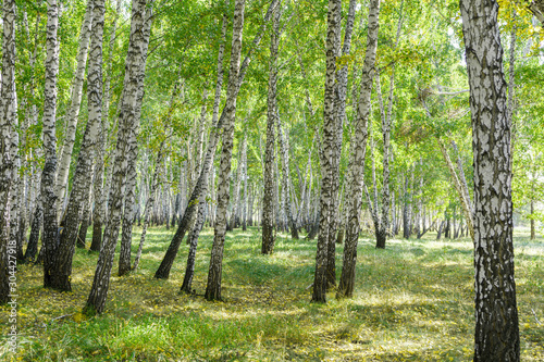 Green summer birch forest background texture