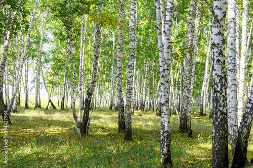 Fototapeta Naklejka Na Ścianę i Meble -  Green summer birch forest background texture