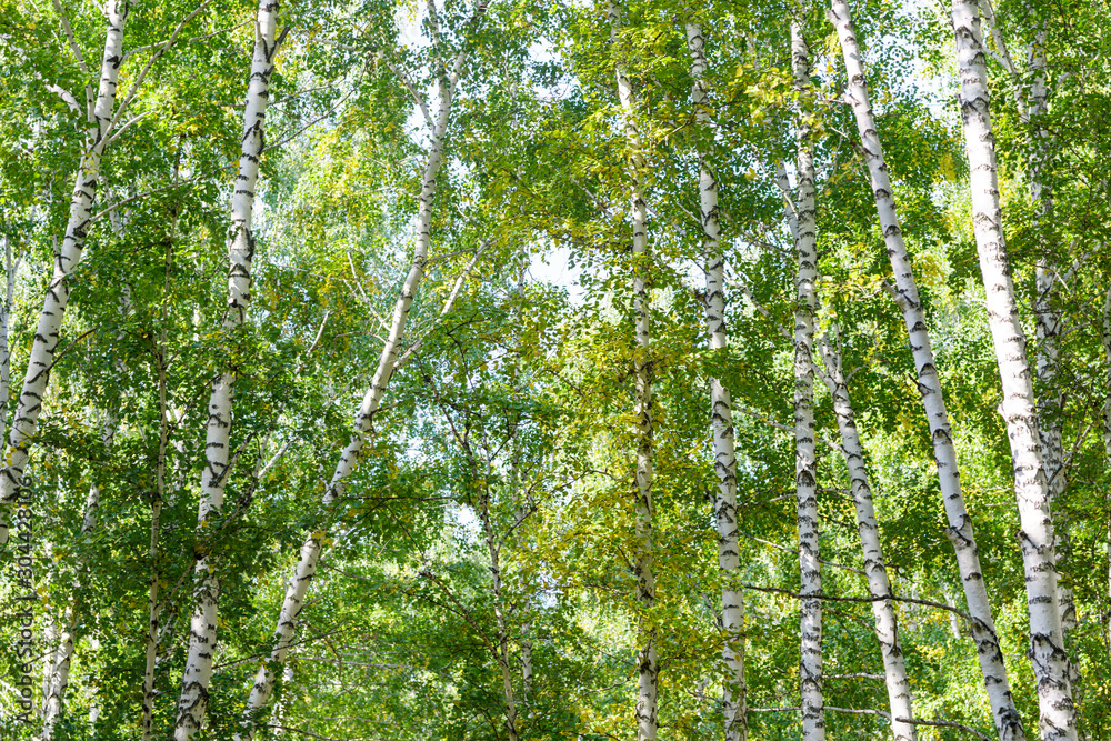 Obraz premium Green summer birch forest background texture