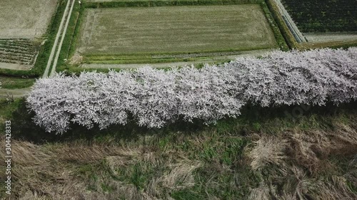 桜 桜並木 土手の桜並木を見下ろす クレーンアップ パンダウン さらに上昇 空撮 ドローン 鳥瞰 久山_桜_v17_00468(DJI_0271_6_MOV) photo