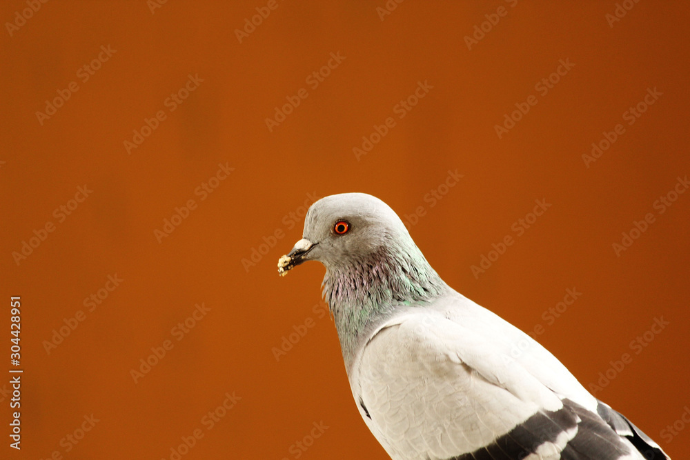 Pigeon is eating food that people give in the temple,