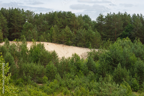 Forest grows on the edge of the sand slope 