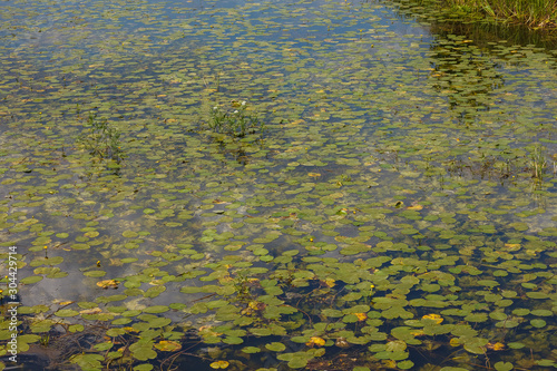 Leaves of Yellow Water-lily (Nuphar lutea) on the river