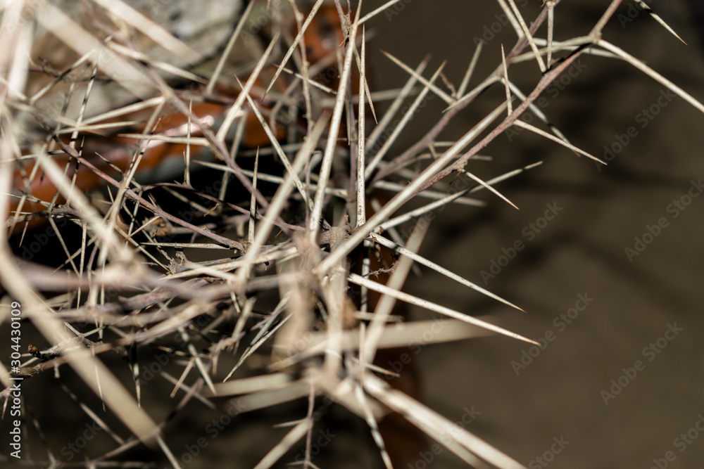 a branch of sharp and long thorns with dark background a branch of sharp and long thorns with dark background