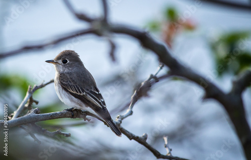 Portrait of a Bird