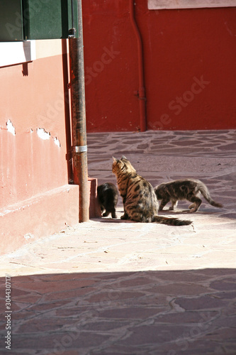 cats in Burano island