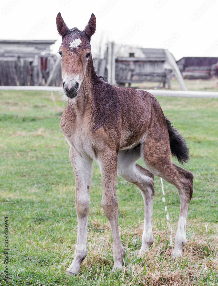 Portrait of cute foal wet after rain. He is standing in meadow, looking at camera and pissing. Portrait of cute foal wet after rain. He is standing in meadow, looking at camera and pissing.