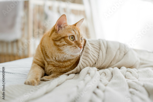 Beautiful ginger cat on a beige plaid on the background of a crib in a white room on a sunny day