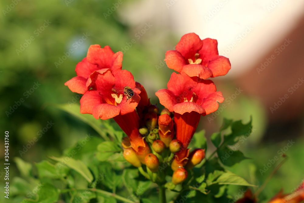 Bee flying over Trumpet vine or Campsis radicans or Trumpet creeper or Cow itch vine or Hummingbird vine flowering deciduous woody vine plant with closed orange to red flowers emerging from terminal c Bee flying over Trumpet vine or Campsis radicans or Trumpet creeper or Cow itch vine or Hummingbird vine flowering deciduous woody vine plant with closed orange to red flowers emerging from terminal c