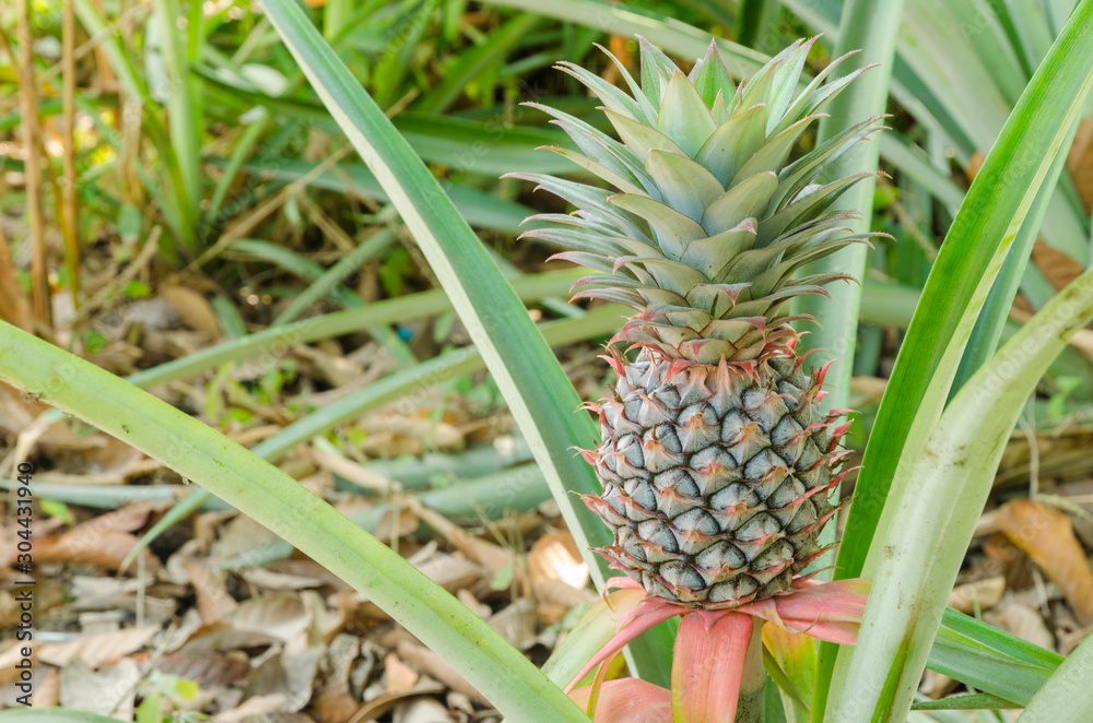 Pineapple Plant naturally growing. Pineapple Plant naturally growing.
