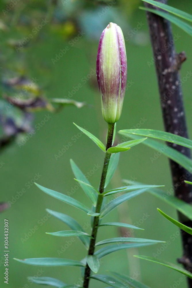 Closed Lily or Lilium dark red perennial flower bud waiting to open and bloom surrounded with dark green leaves and other plants in local home garden on warm sunny summer day Closed Lily or Lilium dark red perennial flower bud waiting to open and bloom surrounded with dark green leaves and other plants in local home garden on warm sunny summer day