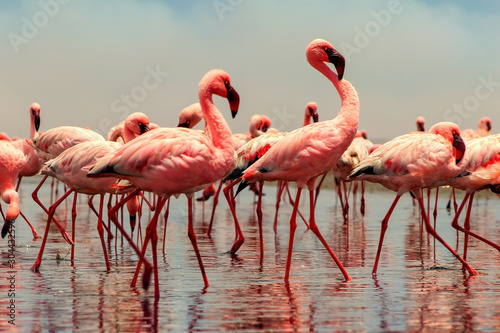 Wild african birds. Group of African red flamingo birds and their reflection on clear water. Walvis bay, Namibia, Africa © Yuliia Lakeienko