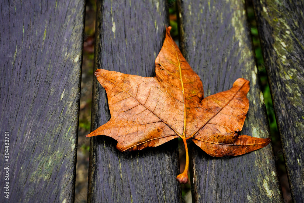 wet autumn leaf on wooden background wet autumn leaf on wooden background