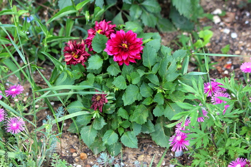 Foto Dahlia bushy tuberous herbaceous perennial plant with large fully open dark red