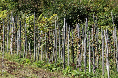 Dense old wooden stakes supporting plants in local vineyard on side of small hill surrounded with uncut grass and forest in background on warm sunny summer day