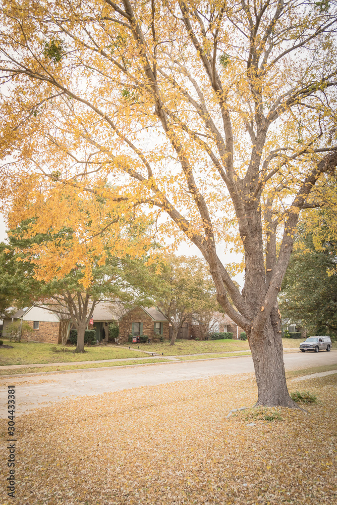 Residential neighborhood with covered autumn leaves on front yard and side walk near Dallas Residential neighborhood with covered autumn leaves on front yard and side walk near Dallas