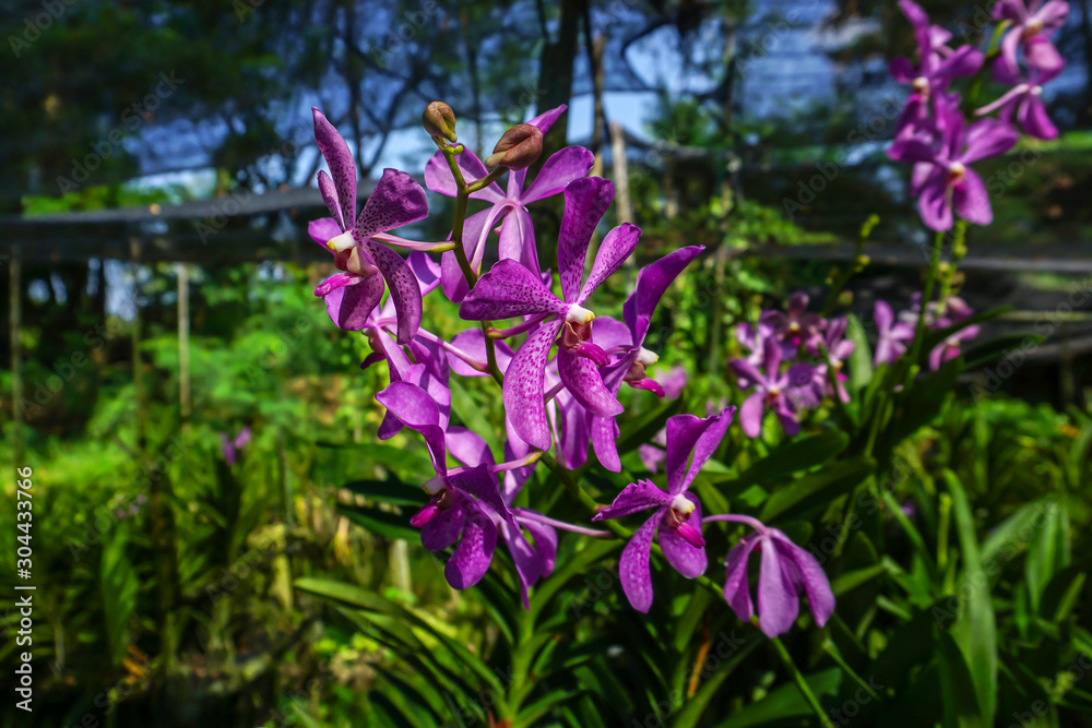 Pink mokara orchids in the garden