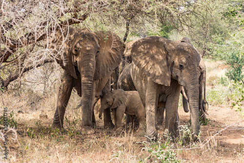 Elephants in the bush of Kenya