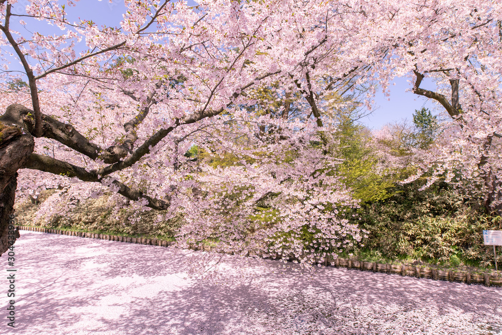 満開の桜　弘前公園