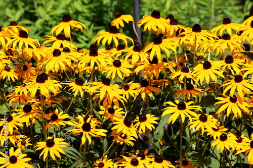 Layers of densely planted Black-eyed Susan or Rudbeckia hirta or Brown-eyed Susan or Brown betty or Gloriosa daisy or Golden Jerusalem or English bulls eye or Poor-land daisy or Yellow daisy or Yellow © hecos
