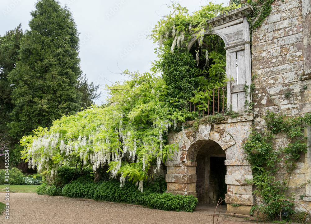 White Wisteria