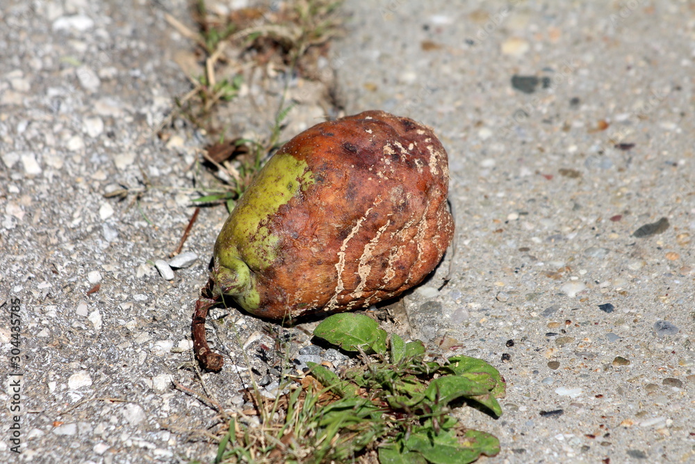 Obraz premium Partially rotten fully ripe home grown organic pear fallen from tree on stone tiles in local home garden surrounded with small grass and stone on warm sunny summer day