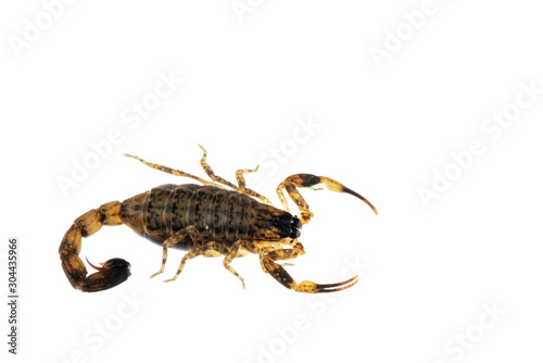 Brown Scorpion Poisonous animals isolated on the white background.