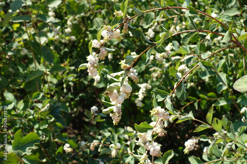 Three branches of Symphoricarpos albus with white berries in September