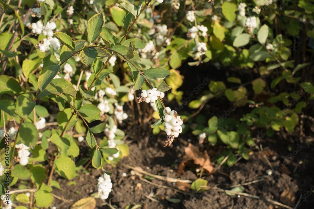 Yellowish green leaves and white berries of Symphoricarpos albus in October Yellowish green leaves and white berries of Symphoricarpos albus in October