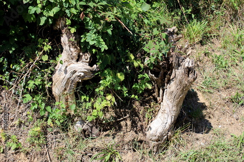 Strangely shaped old tree stumps left after cutting on side of small hill partially covered with crawler plants surrounded with grass and dry soil on warm sunny summer day © hecos