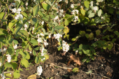 Wallpaper Mural Yellowish green leaves and white berries of Symphoricarpos albus in October Torontodigital.ca