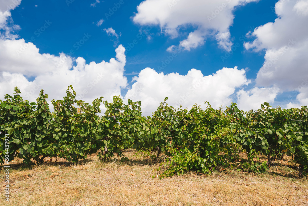 Vineyards at sunset. Vineyards near the sea coast. Agriculture, wine growing.
