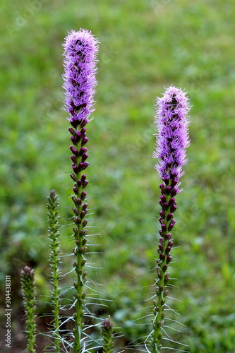 Two tall Dense blazing star or Liatris spicata or Prairie gay feather herbaceous perennial flowering plants with spikes of purple flowers starting to open and bloom from top going down to small flower