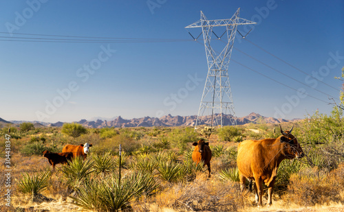 Cattle Power