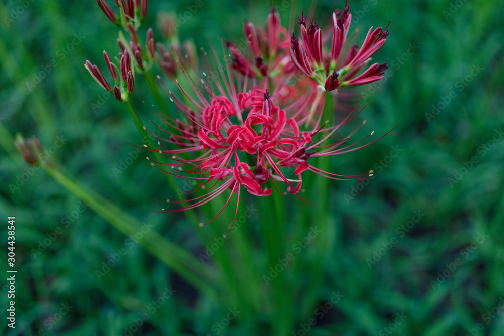 巾着田の曼珠沙華