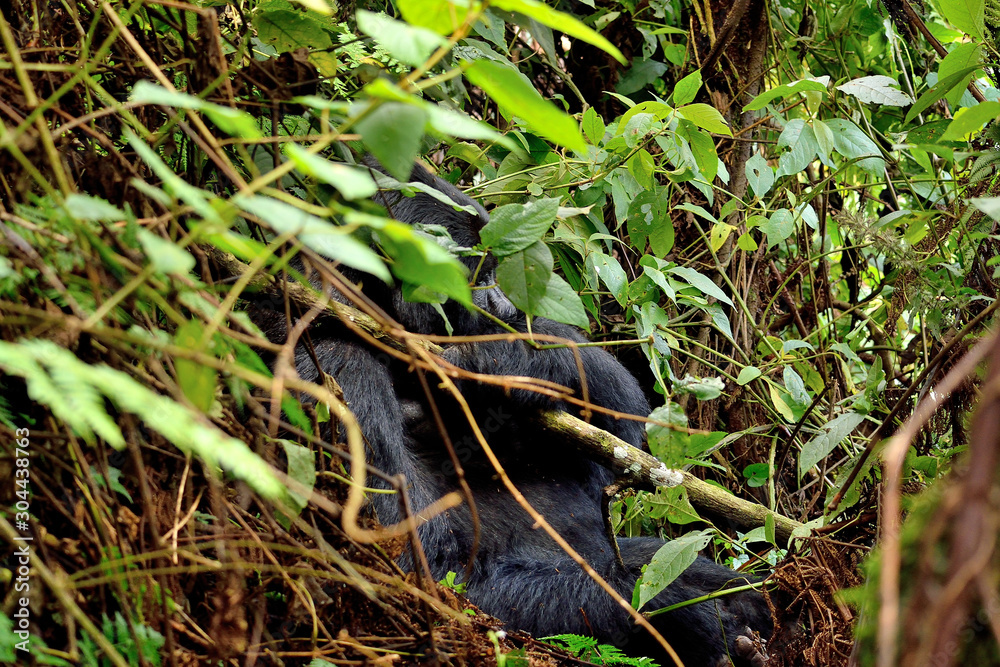 The huge silverback in Bwindi Impenetrable Forest.