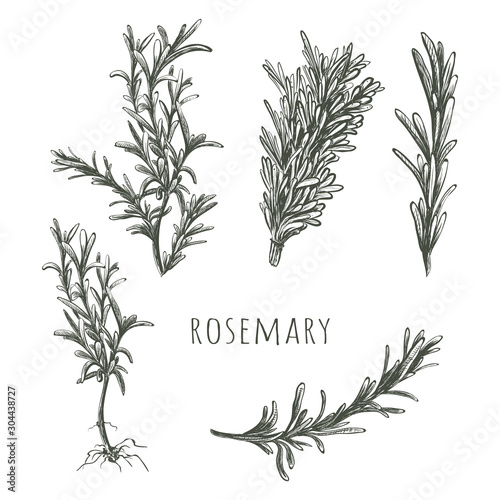  Rosemary sketch vector illustration.
