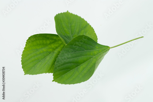 Green leaf isolated on white background.