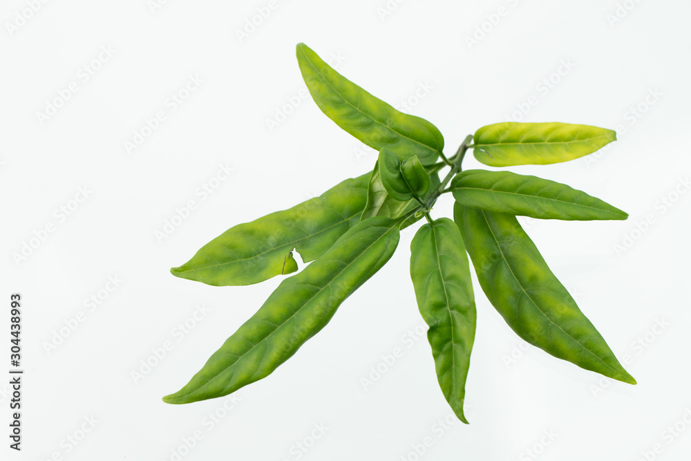 Green leaf isolated on white background.