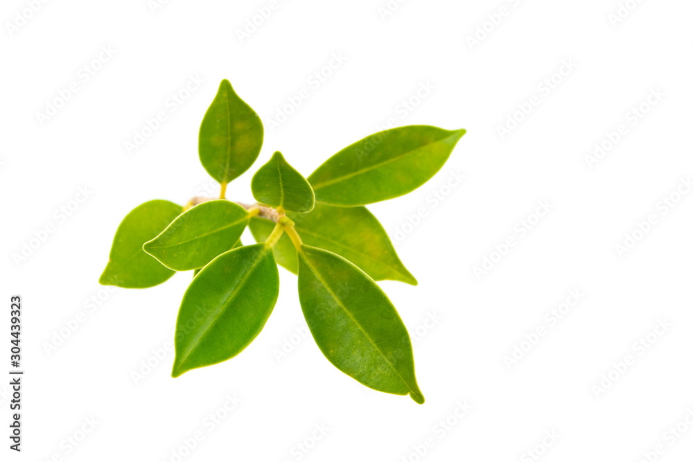 Green leaf isolated on white background.