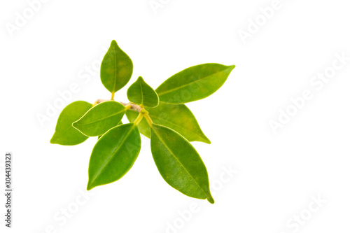 Green leaf isolated on white background. © Joe Productions
