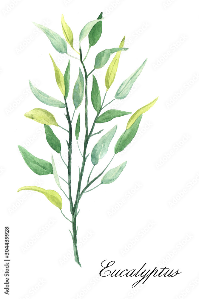 Watercolor hand-drawn eucalyptus plant isolated on white background Watercolor hand-drawn eucalyptus plant isolated on white background