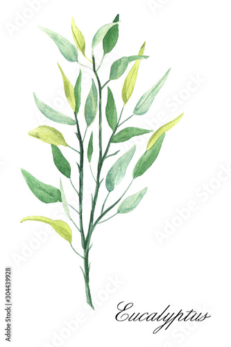 Watercolor hand-drawn eucalyptus plant isolated on white background