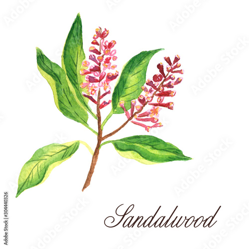 Watercolor hand-drawn branch of sandalwood isolated on white background